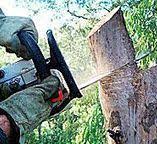 Reliable Skyline Ganipa, NM Tree Services Solutions