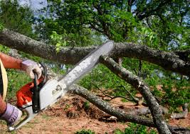 Best Tree Preservation Services  in Skyline Ganipa, NM