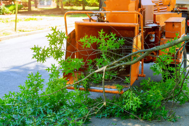 Best Tree Risk Assessment  in Skyline Ganipa, NM