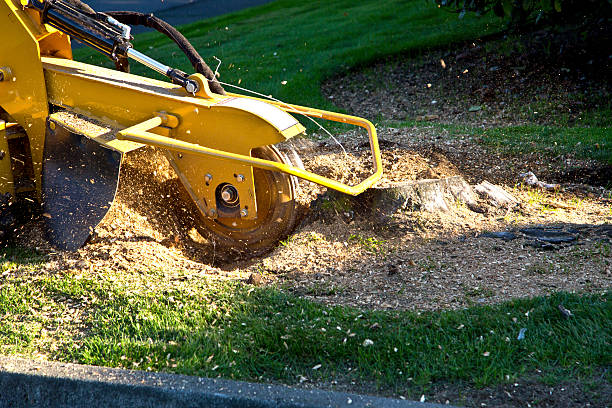 Best Grass Overseeding  in Skyline Ganipa, NM